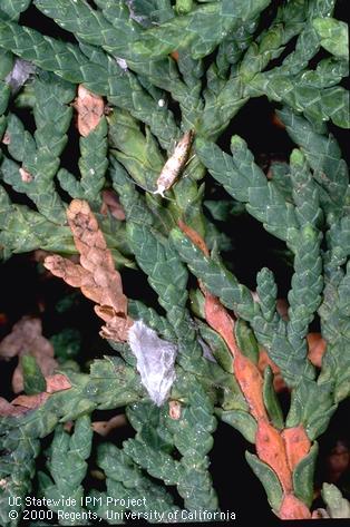 An adult cypress tipminer, <i>Argyresthia cupressella,</i> and the silken cocoon from which it emerged after feeding as a larva inside the shoot tip it browned and killed.