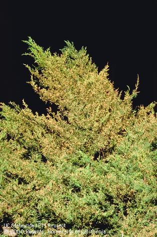 Browning of juniper caused by cypress tipminer, <i>Argyresthia cupressella,</i> larvae feeding inside foliage.