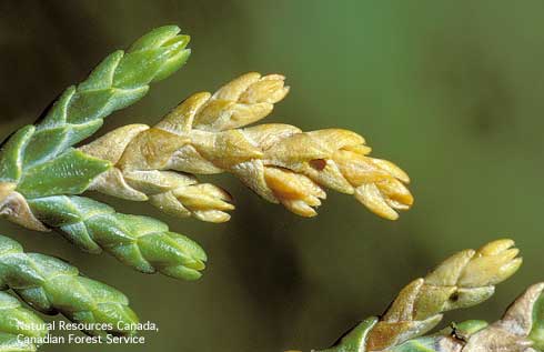 Brown, dead, foliage tips with emergence holes of cypress tipminer, <i>Argyresthia cupressella,</i> mature larvae that exited the host after feeding and mining inside shoots of a Cupressaceae.