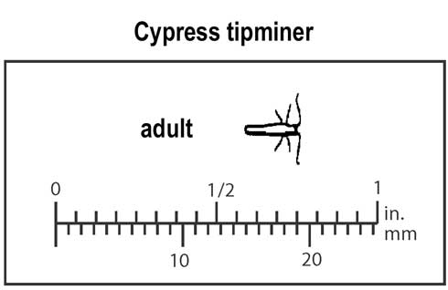 Relative size of cypress tipminer, <i>Argyresthia cupressella,</i> adult (moth), top view.