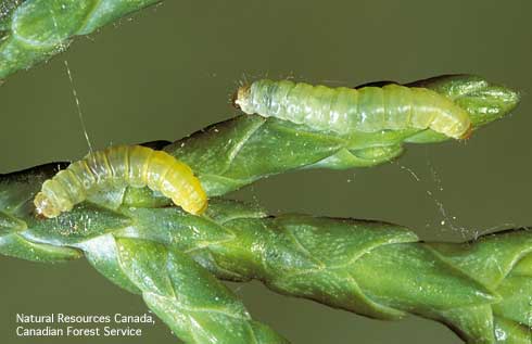 Cypress tipminer, <i>Argyresthia cupressella,</i> mature larvae that exited the host after feeding and mining inside shoots of a Cupressaceae.