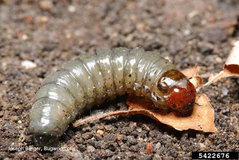 The larva of the glassy cutworm, <i>Apamea devastator,</i> is shiny and has a reddish-brown head. Larvae may be pale green, gray, or whitish.