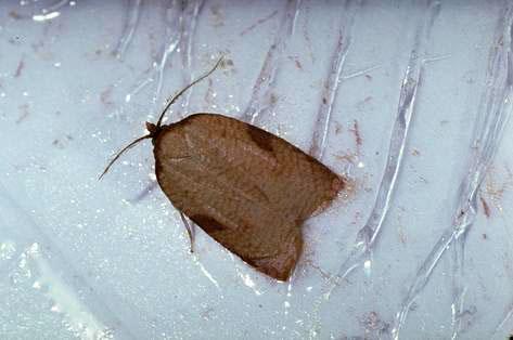 Adult male western avocado leafroller.