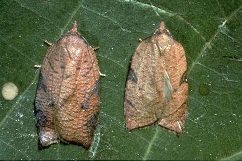 Adult western avocado leafroller, <i>Amorbia cuneana,</i> female (left) and male.