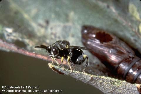 Adult parasitic wasp, <i>Brachymeria ovata</i>, and the pupal case of western avocado leafroller, <i>Amorbia cuneana</i>, from which it emerged.