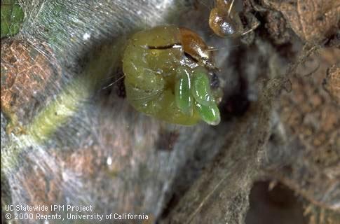 Larvae of the parasitic wasp, <i>Habrobracon xanthonotus,</i> feeding on a western avocado leafroller, <i>Amorbia cuneana,</i> larva.