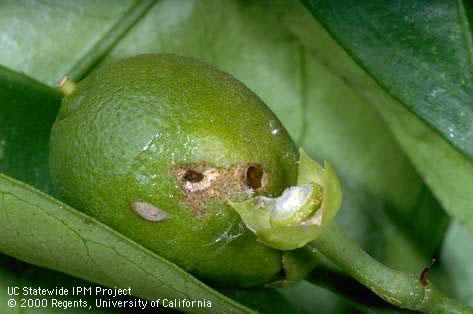 Crop damaged by western avocado leafroller.