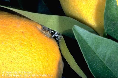 A slightly chewed citrus rind where the fruit was webbed to a leaf by a larva (caterpillar) of amorbia, or western avocado leafroller, <i>Amorbia cuneanum</i> =<i>A. cuneana</i>.