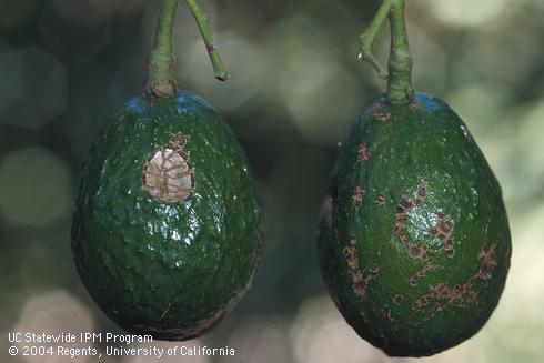 Avocado fruit with damage caused by western avocado leafroller, <I>Amorbia cuneana</I> (left) and brown scars from caterpillars, abrasion, or other physical injury (right).