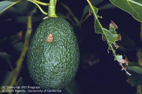 Avocado fruit damaged by amorbia or western avocado leafroller, <I>Amorbia cuneana (= Amorbia essigana)</I>. 