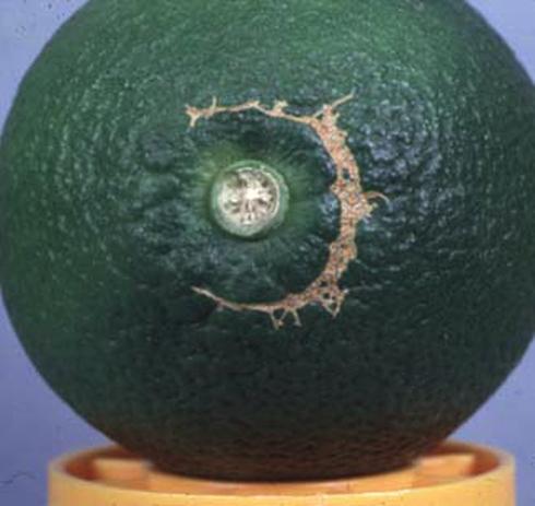 Circular brown scar around button end of an immature orange caused by the larva of amorbia or western avocado leafroller, <I>Amorbia cuneana (= A. essigana),</I> feeding under the calyx when the fruit was young.