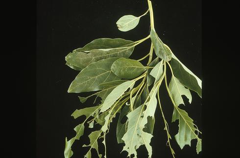 Foliage chewed by larvae (caterpillars) of amorbia, or western avocado leafroller, <i>Amorbia cuneanum</i> =<i>A. cuneana</i>.