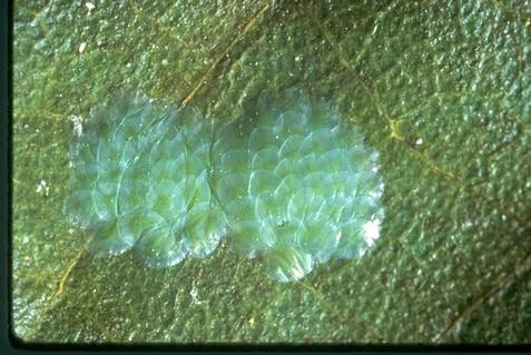 Egg mass of amorbia, or western avocado leafroller, <i>Amorbia cuneanum</i> =<i>A. cuneana</i>.