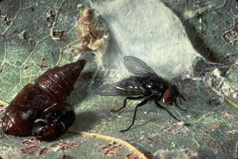 Adult, parasitic tachinid fly and its pupal case next to the larger pupa of the western avocado leafroller, <i>Amorbia cuneana,</i> (far left) from which the parasite emerged.