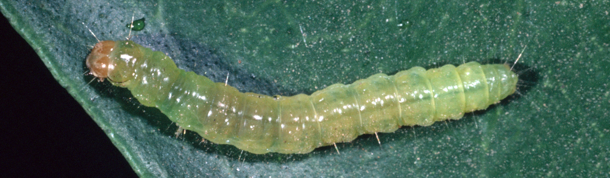 Larva of the western avocado leafroller, Amorbia cuneana.