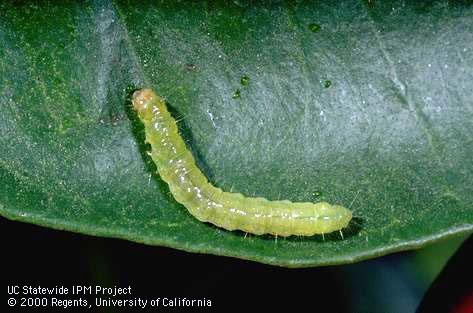 Larva of amorbia, or western avocado leafroller, <i>Amorbia cuneanum</i> =<i>A. cuneana</i>.