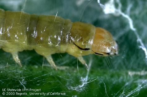 Western avocado leafroller, <i>Amorbia cuneana,</i> larva.