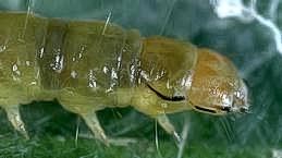 Larvae of amorbia have a dark mark on the side of the head and another above the first pair of legs.