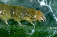 Larva of western avocado leafroller