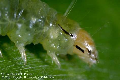 Caterpillar (larva) of western avocado leafroller, <i>Amorbia cuneana</i>.