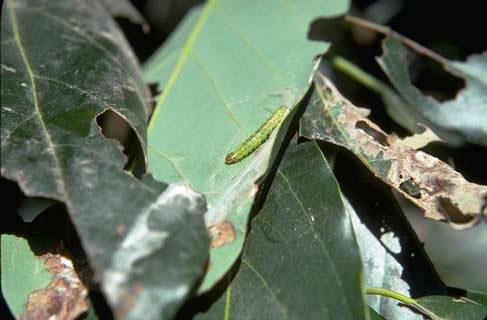 Amorbia larva.