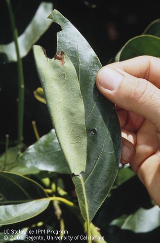 Monitoring avocado leaves for western avocado leafroller or amorbia, <I>Amorbia cuneana.</I> .