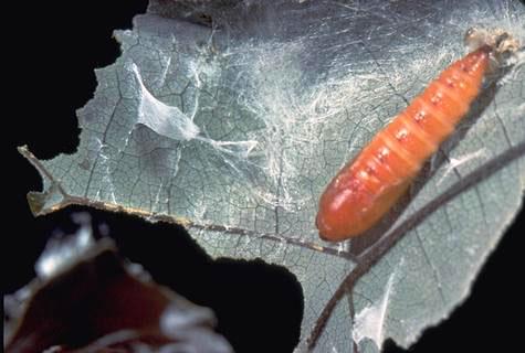 Pupa of amorbia, or western avocado leafroller, <i>Amorbia cuneanum</i> =<i>A. cuneana</i>.