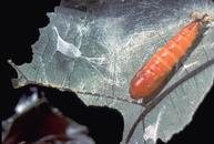 Pupa of western avocado leafroller