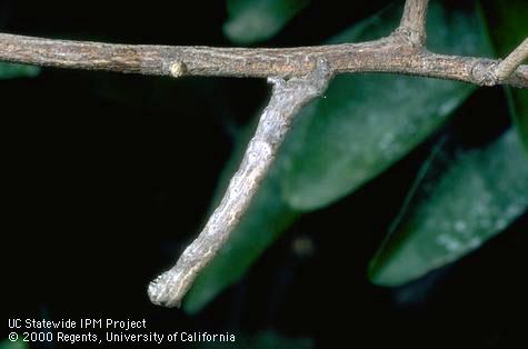 Larva of citrus looper.