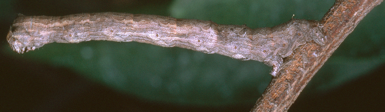 Larva of citrus looper.