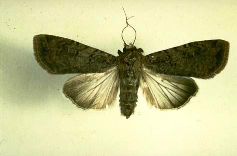 A black cutworm adult.