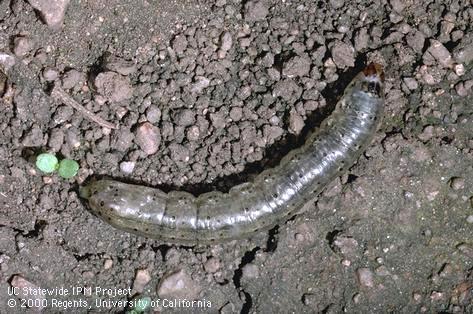 Larva of black cutworm.