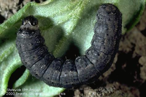 Black cutworm larva.