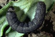 Black cutworm larva.