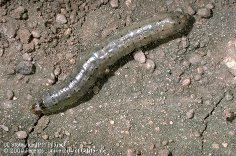 Larva of a black cutworm, <i>Agrotis ipsilon.</i>.