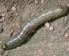 Black cutworm