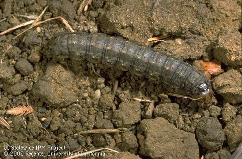 Black cutworm larva.