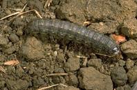 Black cutworm larva.