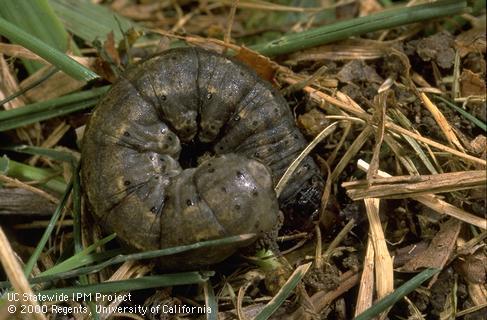 Black cutworm larva.