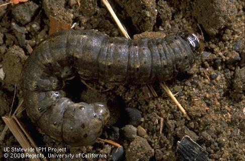 Black cutworm larva.