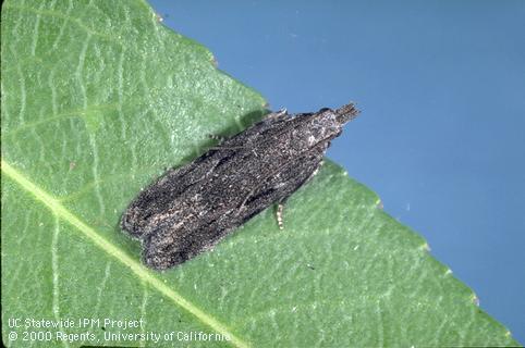 Adult (moth) of peach twig borer, <i>Anarsia lineatella</i>.