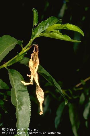 A dead terminal (flagging, or shoot strike) killed by boring of a larva of peach twig borer, <i>Anarsia lineatella</i>.