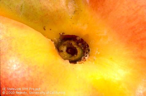 Crop damaged by peach twig borer.