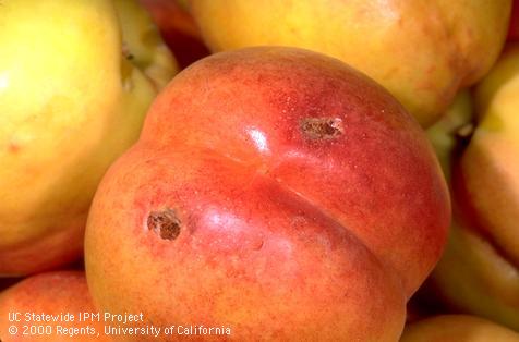 Crop damaged by peach twig borer.