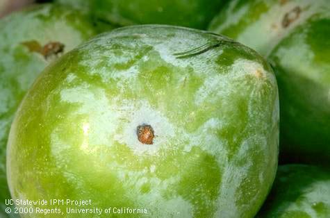 Crop damaged by peach twig borer.