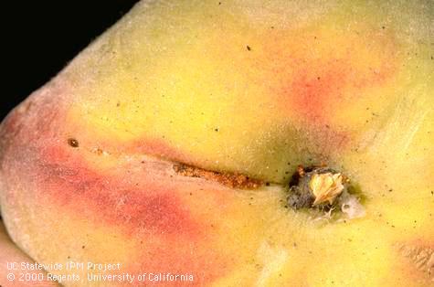 Peach fruit with a shallow feeding scar of a larva of peach twig borer, <i>Anarsia lineatella</i>.