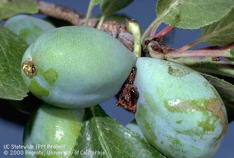 Crop damage by peach twig borer.