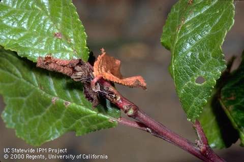 Crop damage by peach twig borer.