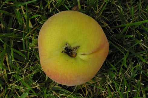 Larvae of peach twig borer, <I>Anarsia lineatella,</I> often enter fruit near the stem end and create gumming and frass.