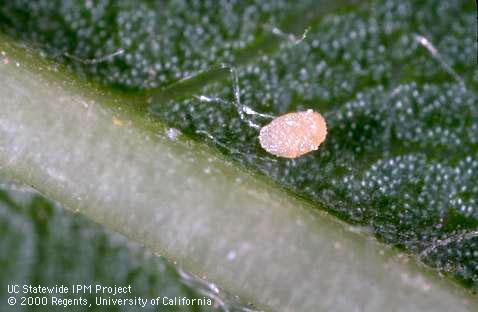 Egg of peach twig borer, <i>Anarsia lineatella</i>, laid along the midrib vein of a leaf.